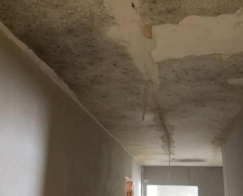 Fachmann für Schimmelsanierung