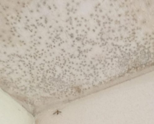 fachgerechte Schimmelsanierung